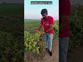 ઔષધીય અશ્વગંધા નો પ્લાન્ટ