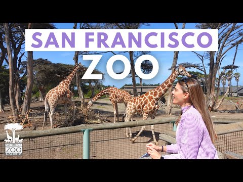 ZOOLÓGICO DE SAN FRANCISCO: Tour, precios, qué animales hay | San Francisco Zoo Review & Vlog