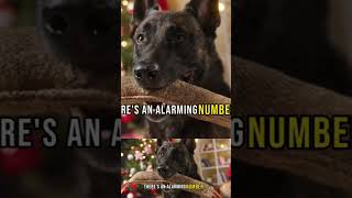 Belgian Malinois Dog Fact #9 rehomed  #dog #shortvideo #viral