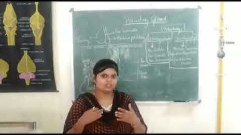 T.S of Pituitary gland : Practicals