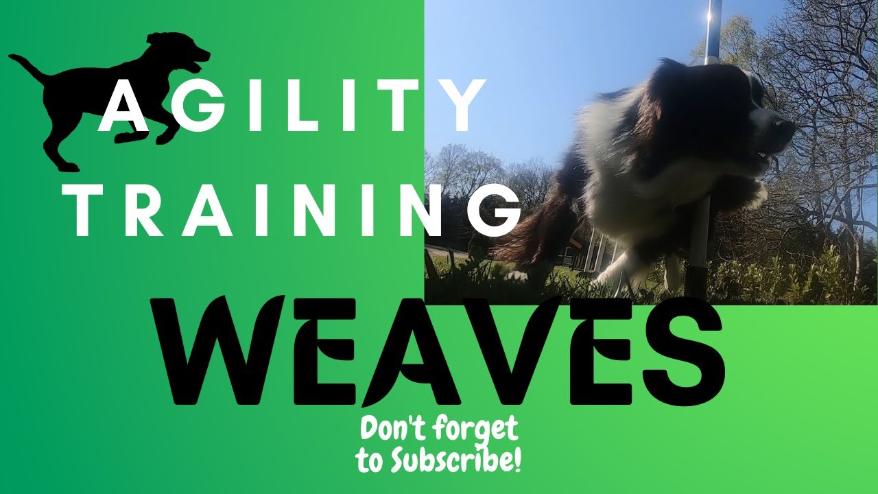 Weaves Dog Agility Training! (Quick and simple steps) YouTube