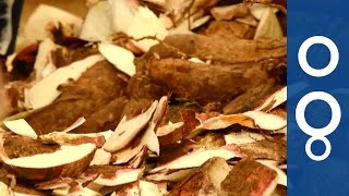 Waste not, want not: Ghana's mushrooming bio-waste initiative