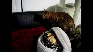 Beautiful Bengal Cat Barks And Chases Flies