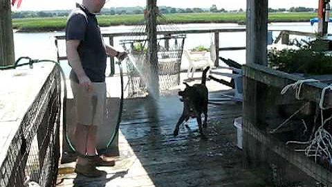 Shorty Playing In Water Hose