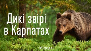 Що робити? Дикі звірі в Карпатах