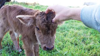 Weirdest Calf Ever Born on the Farm!