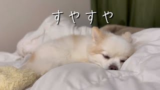 239日目　眠りに落ちるクマ雄　すやすや寝る犬