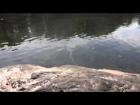 Vidéo: Peut-on pêcher dans la rivière Schuylkill ?