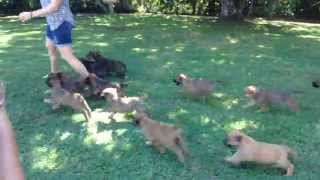 15 Irish Wolfhound puppies mob owner!