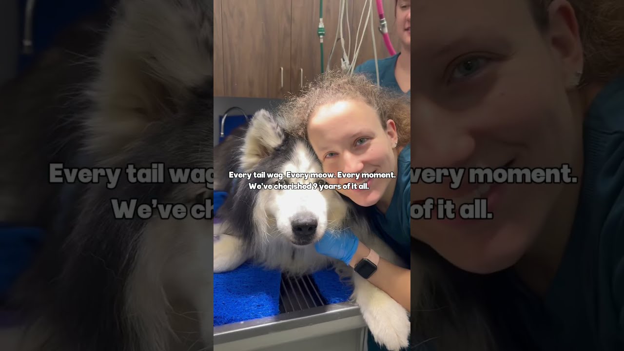 Today Marks 9 Years At Our Waxhaw Location Vetmed Animalhospital Animals Pets Dog Cat