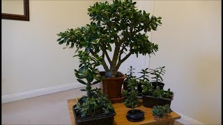 My Money Plant Collection 2018