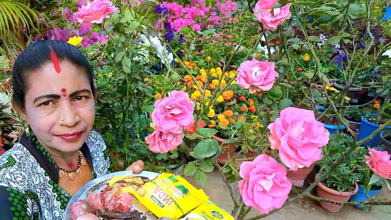 ଗୋଲାପ ଫୁଲ ଗଛ ପାଇଁ ଏହିପରି ଖତ ବେବହାର କଲେ ସମସ୍ୟା ଦୂର ହୋଇ ଥାଏ ||