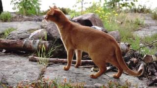 Abyssinian cats going wild in the forest!!