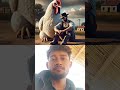 #shorts video🐓🐓🐓