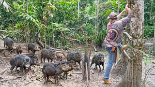 UM BANDO DE QUEIXADAS APARECEU NO BARREIRO E A QUANTIDADE NOS DEIXOU SURPRESOS