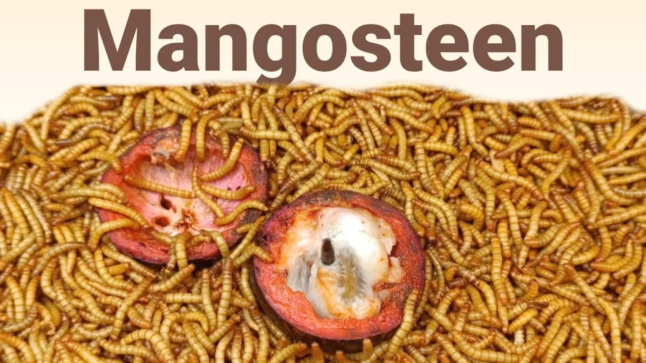 Mealworms Vs Banned Fruit (Can Mealworms Eat a fruit That Was Banned In America Until 2007