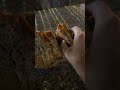 #foodie #foryoupage #trandingshorts #youtubeshorts #minivlog #grillsandwich #viralshort #viralreels