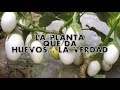 LA PLANTA QUE DA HUEVOS...LA VERDAD.