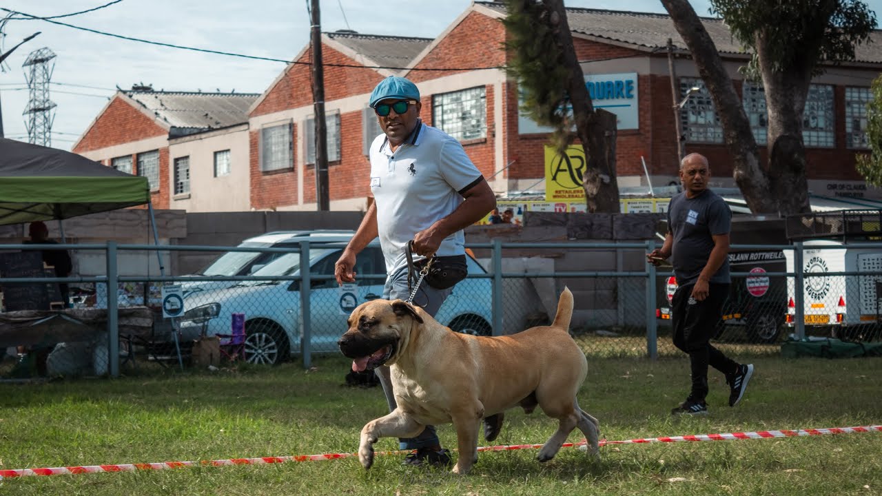 South African BOERBOEL show/ Dog show (WesternCapeBoerboelClub)