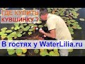 Где купить нимфею, кувшинку для пруда? В гостях у WaterLilia. Частный питомник.