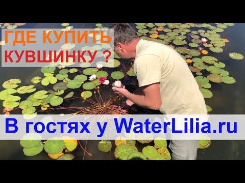 Где купить нимфею, кувшинку для пруда? В гостях у WaterLilia. Частный питомник.