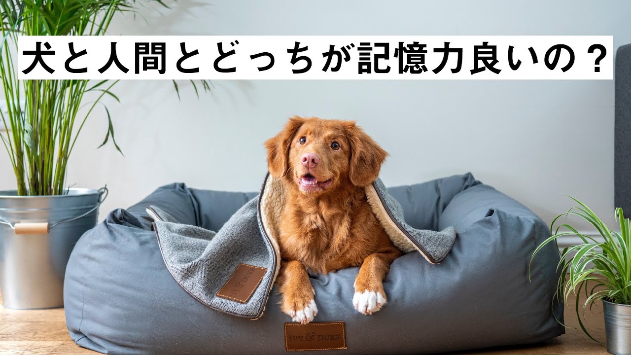 ペットあるある話 犬と人間とどっちが記憶力良いの No 310 Youtube
