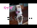【ラブ成長記録】ラブがこんな姿に・・・