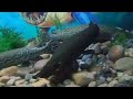 Amazing aquarium🐠🐋🐟
