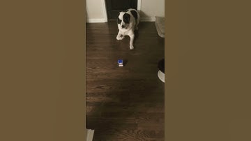 Dogs reaction to robot #dog