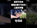お墓に捨てられた二匹の子猫を保護しました