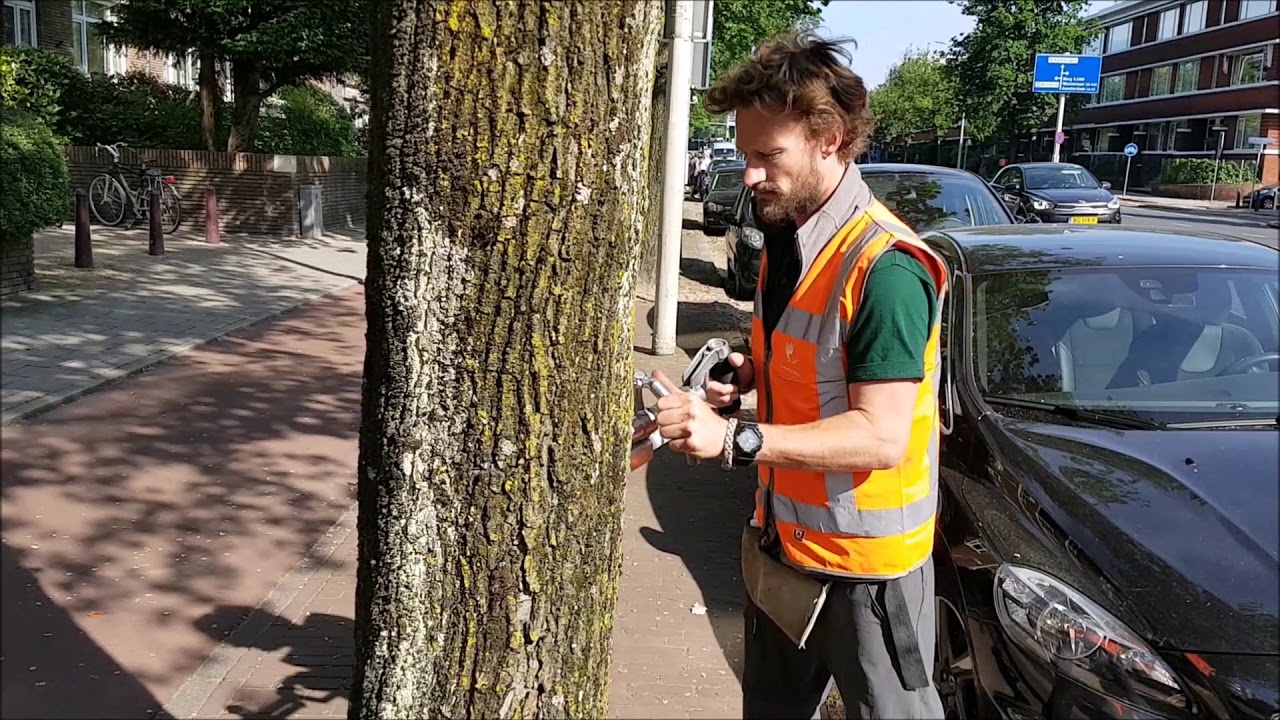 Treating Dutch Elm Disease