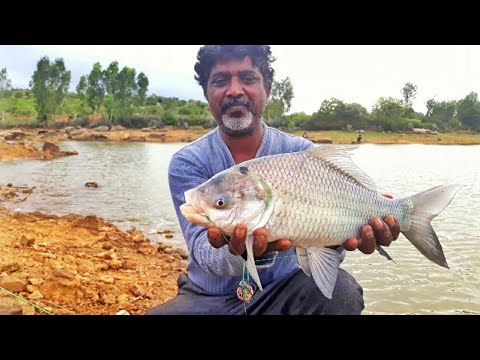 How To Catch Carp Fish With Feeder | Carp fishing Bait, Rigs, & Tips