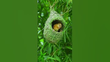 1051 Unbelievable Weaver bird build nest bird architecture design