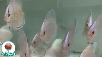 Cá Dĩa Xanh Lam đẹp, giá rẻ tại Cá Dĩa Hòa Phát