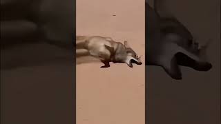 #catmeme