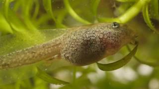 Common Toad Tadpole - 4K 2160p