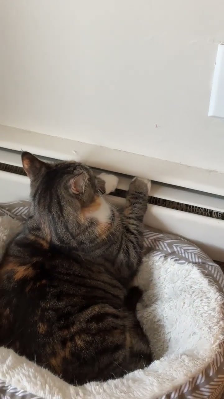 Cat Warms Paws On Baseboard Heater || ViralHog