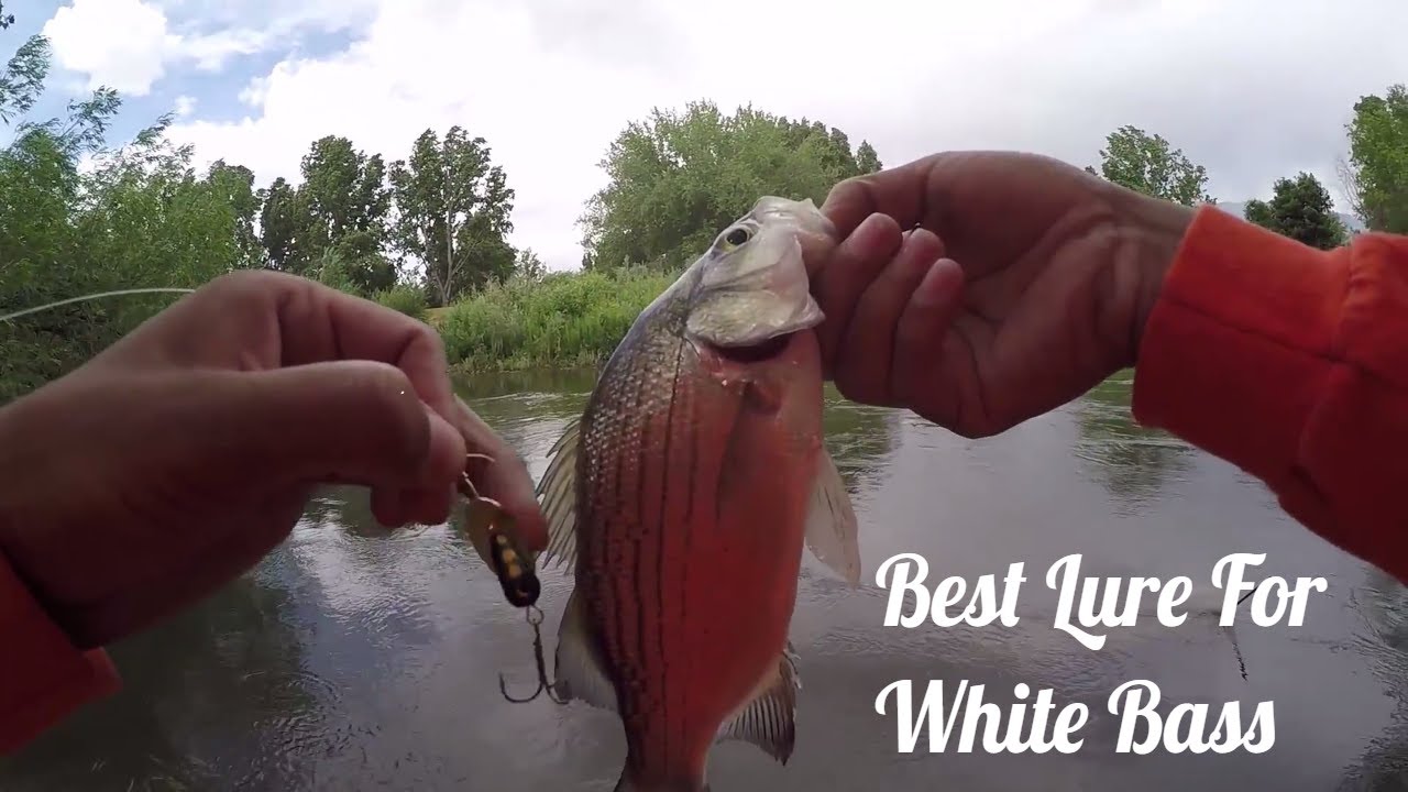 Utah lake how to catch all the white bass in the lake!!! part 1 YouTube