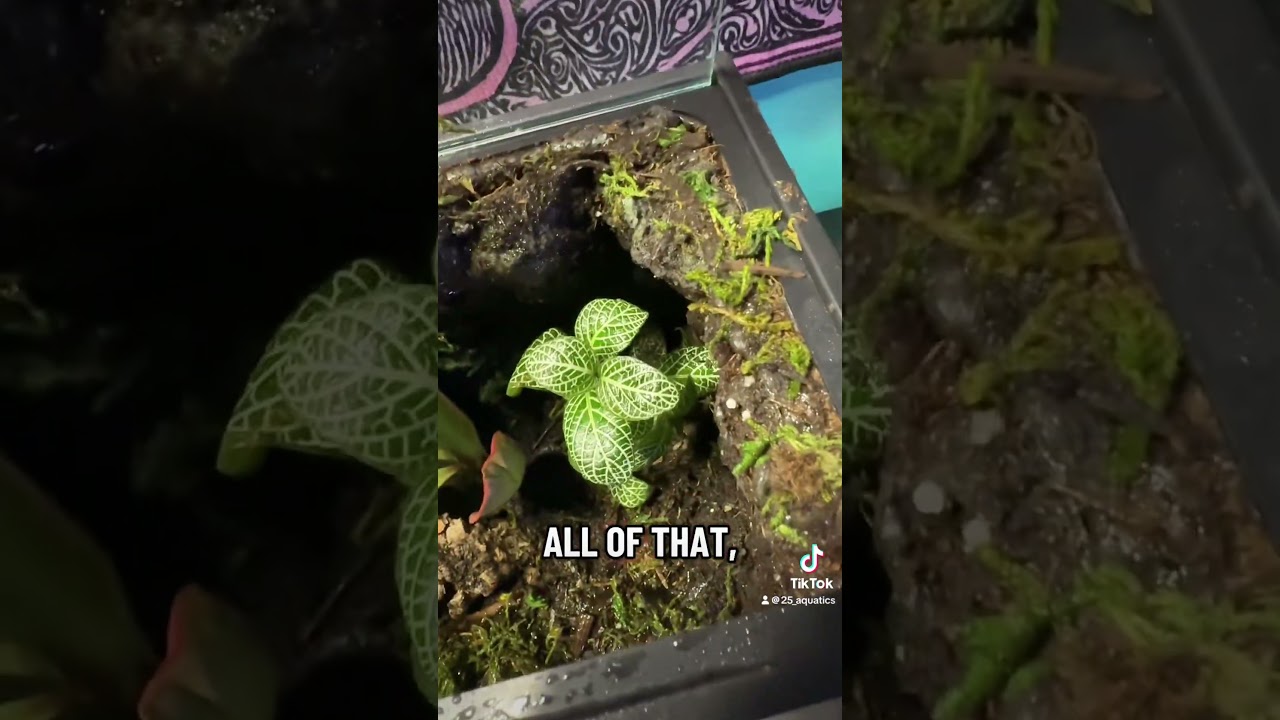 Terrarium Rebuild for the Win!!! 