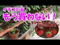 【初心者の家庭菜園】もう、イチゴの苗は買わない！ランナーから増やして半永久的に作るのだ！