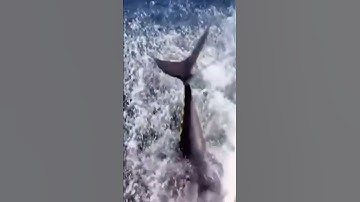 Câu Cá Ngừ,Vây Xanh Khổng Lồ Biển,Tuna Fishing,Sea Giant Blue Fin,#shorts,Fishing Fish,Tập 65