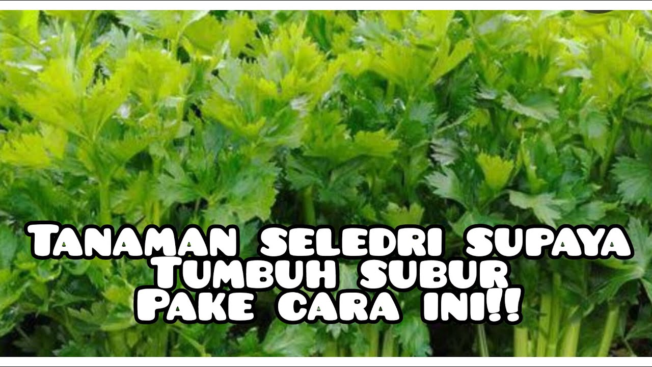 cara menyuburkan tanaman seledri ll memberi pupuk organik untuk tanaman