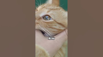 Decoding Cat Body Language #CatBodyLanguage #FelineCommunication #CatCare  #pettrainning #pets