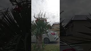 Бородатые горы,Северный Кавказ 30.09.25