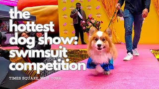 The Hottest Dog Show: A Canine Beauty Pageant: Swimsuit Competition