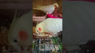 So sweet birds cockatiels Baby 🥰🐤#shorts #foryou #trendingshorts #cockatiel #birds #viralvideo 🥰🦜