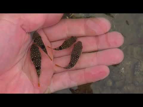 Small puffer fish fry in the tide pool thumbnail