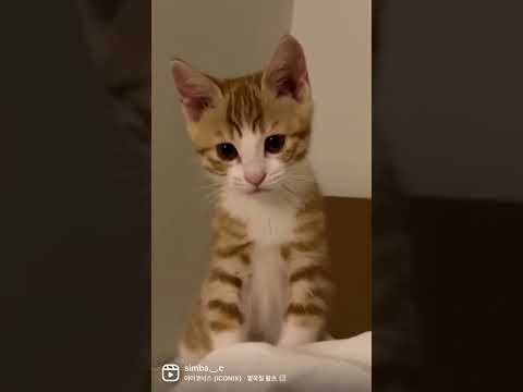 짠한그