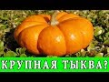 КАК ВЫРАСТИТЬ КРУПНУЮ ТЫКВУ