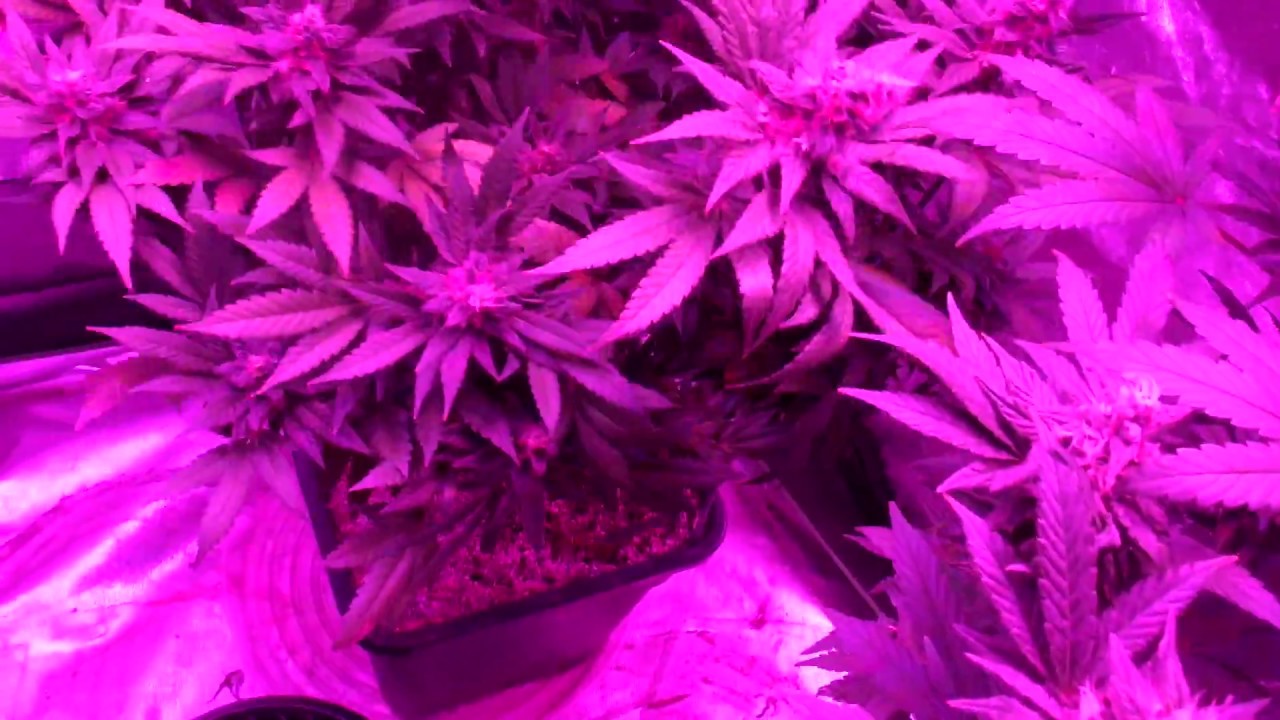 special kush harvest complete.